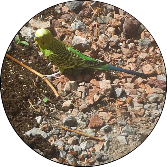 Birdie